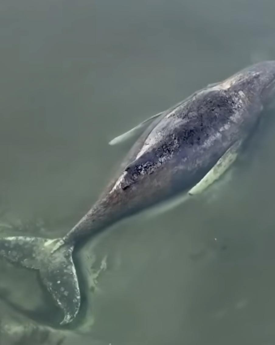 Эксперты признали 10-метрового кита в Балтийском море обречённым. Горбатый кит, застрявший на песчаной отмели у берегов Германии месяц назад, находится в агонии. Спасатели прекратили попытки ему помочь, а страна погрузилась в хаос из-за споров вокруг гибели животного