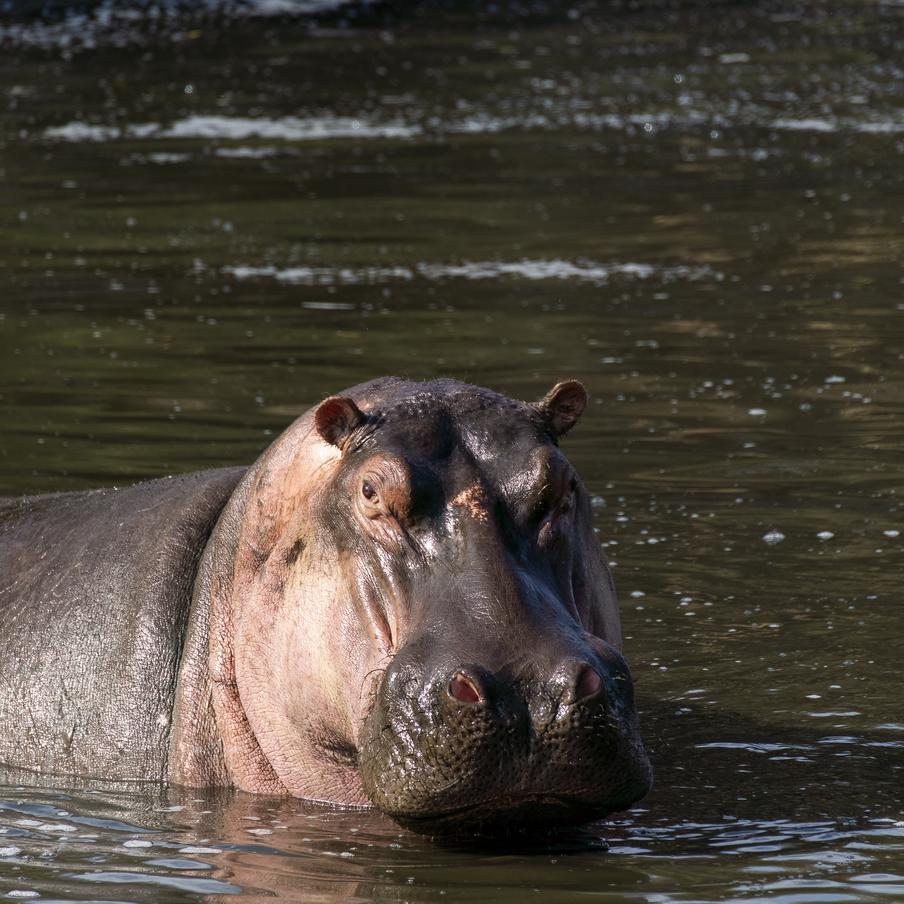 Наследие Эскобара под прицелом: почему в Колумбии уничтожат 80 бегемотов. Власти разрешили отстрел животных, угрожающих местным видам и жителям. Попытки стерилизации и переселения в зоопарки оказались дорогими и безрезультатными