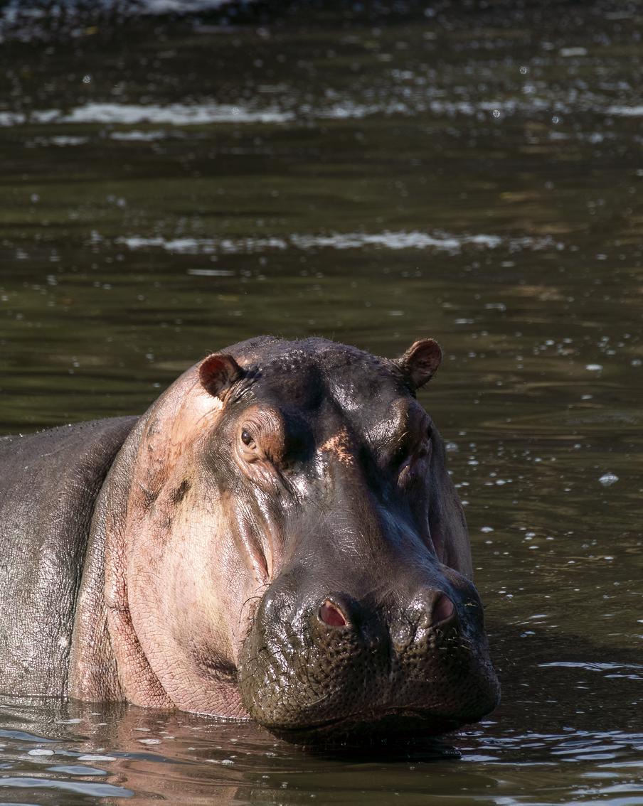 Наследие Эскобара под прицелом: почему в Колумбии уничтожат 80 бегемотов. Власти разрешили отстрел животных, угрожающих местным видам и жителям. Попытки стерилизации и переселения в зоопарки оказались дорогими и безрезультатными