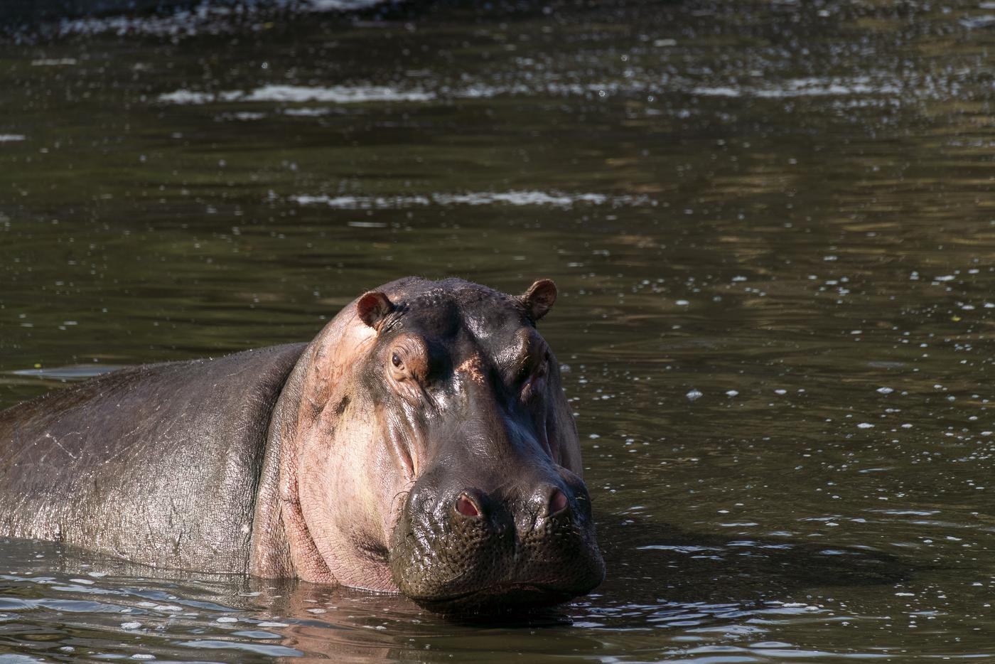 Наследие Эскобара под прицелом: почему в Колумбии уничтожат 80 бегемотов