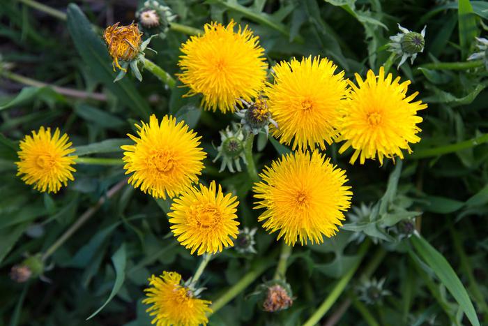 Синоптик Макарова: на газонах в Москве появятся солнца в виде мать-и-мачехи