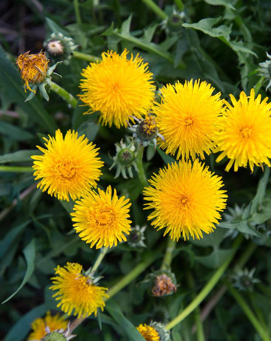 Синоптик пообещала мини-копии солнца на газонах Москвы из-за тепла. В столице ожидается тёплая погода с минимальными осадками и слабым ветром. Это спровоцирует активное пробуждение природы — на газонах массово зацветёт мать-и-мачеха