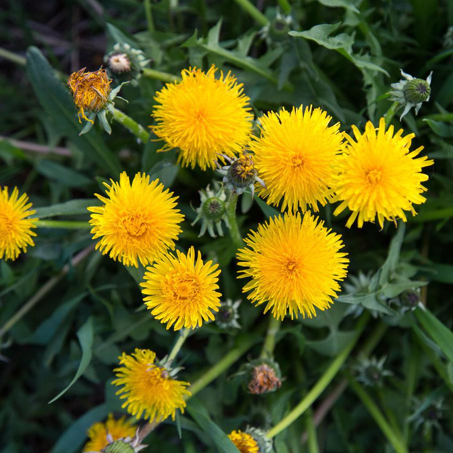 Синоптик пообещала мини-копии солнца на газонах Москвы из-за тепла. В столице ожидается тёплая погода с минимальными осадками и слабым ветром. Это спровоцирует активное пробуждение природы — на газонах массово зацветёт мать-и-мачеха