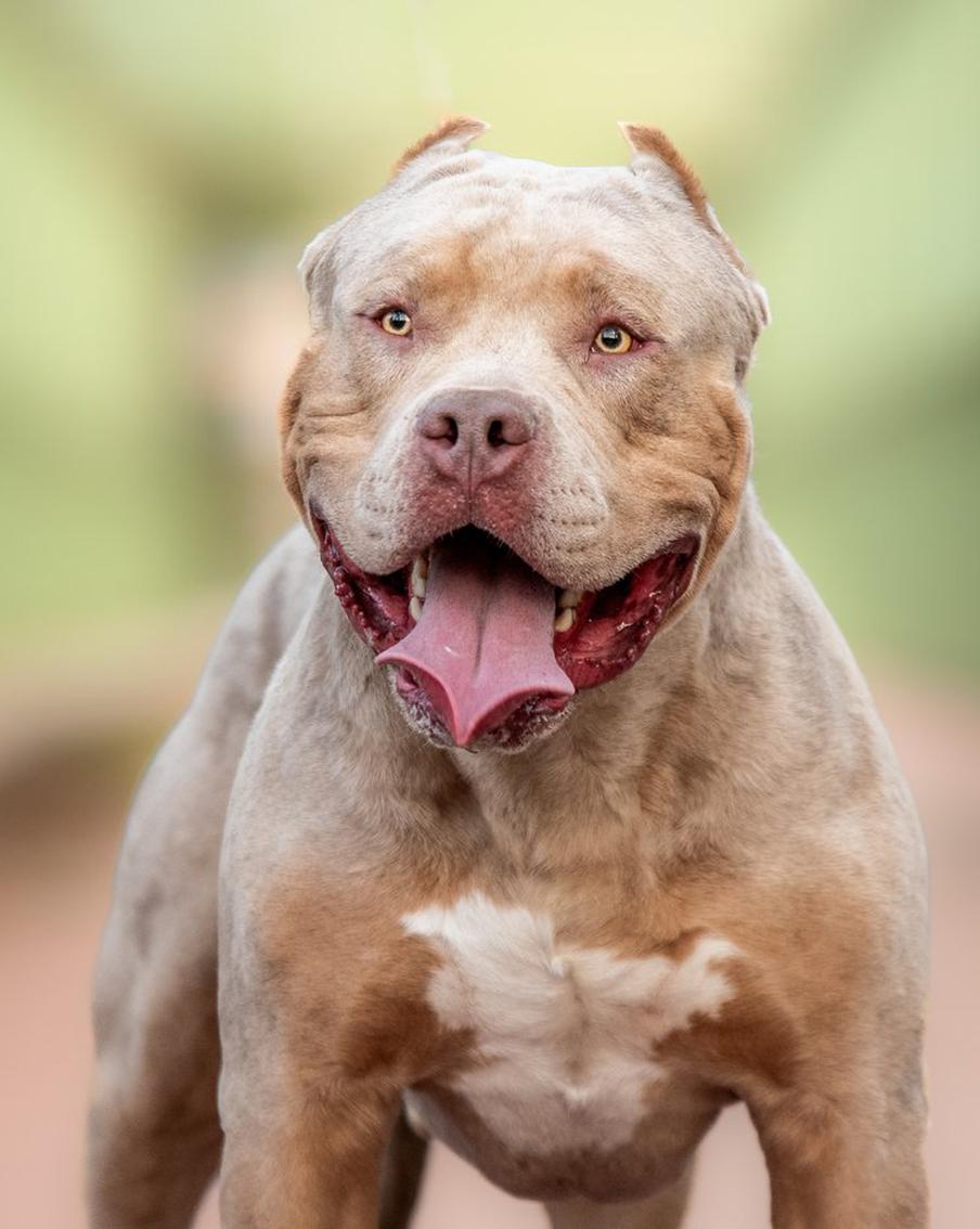 Запрет XL-булли взвинтил расходы полиции Британии на содержание собак в 3 раза. С момента введения ограничений на агрессивную породу в 2024 году траты на ветеринаров и приюты выросли на сотни процентов. Полиция Соединённого королевства жалуется на нехватку ресурсов и рост числа нападений