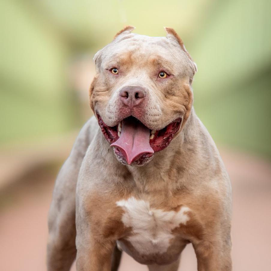 Запрет XL-булли взвинтил расходы полиции Британии на содержание собак в 3 раза. С момента введения ограничений на агрессивную породу в 2024 году траты на ветеринаров и приюты выросли на сотни процентов. Полиция Соединённого королевства жалуется на нехватку ресурсов и рост числа нападений