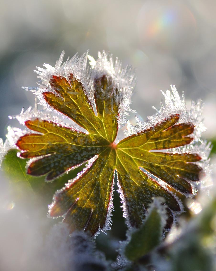 Синоптик предупредила о ночных заморозках до −4 градусов на юге России. В Ростовской, Запорожской, Херсонской областях и Краснодарском крае до 16 апреля ожидаются заморозки. Причина — влияние циклонов, несущих холодную и неустойчивую погоду