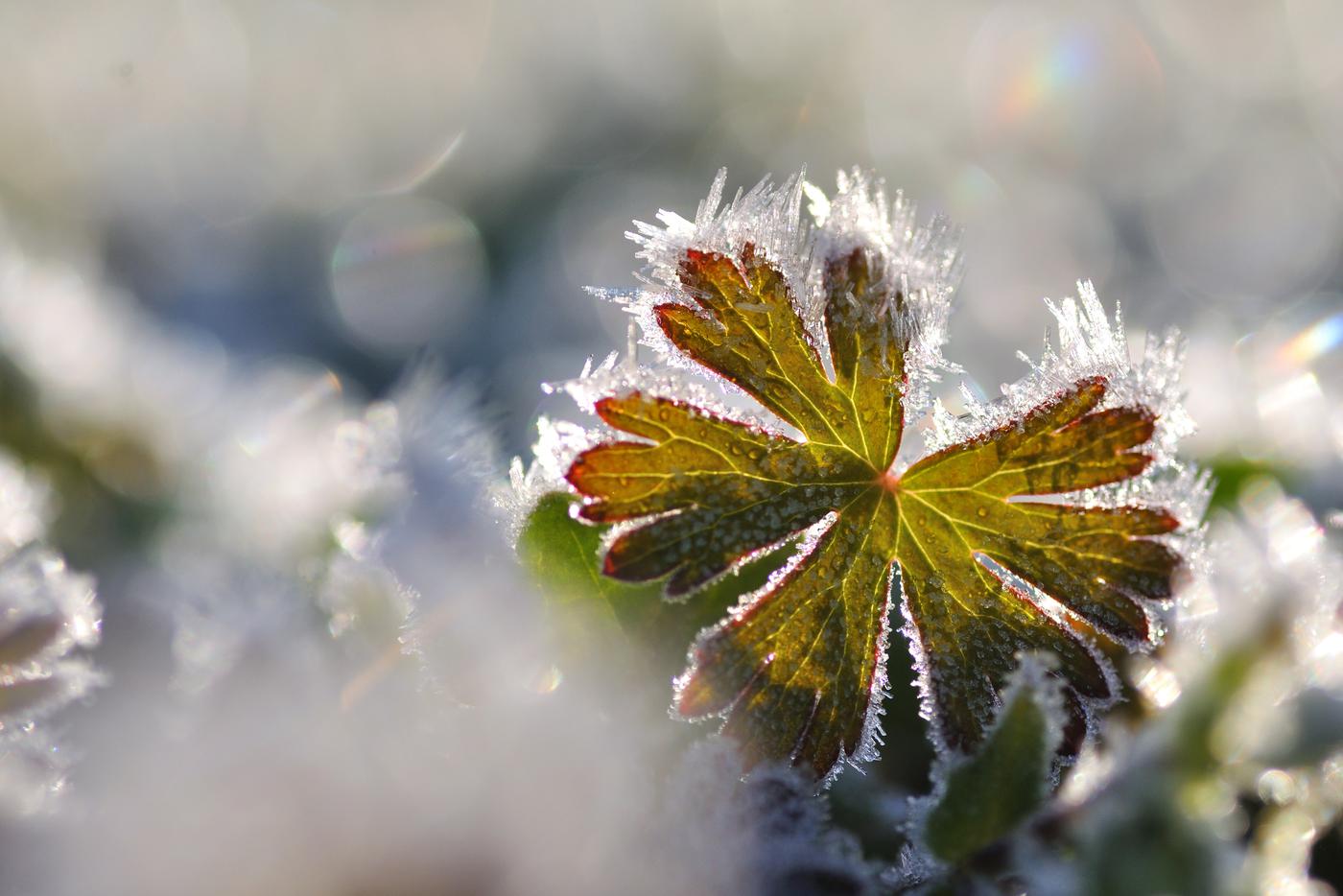 Синоптик Макарова: на юге России ожидаются ночные заморозки