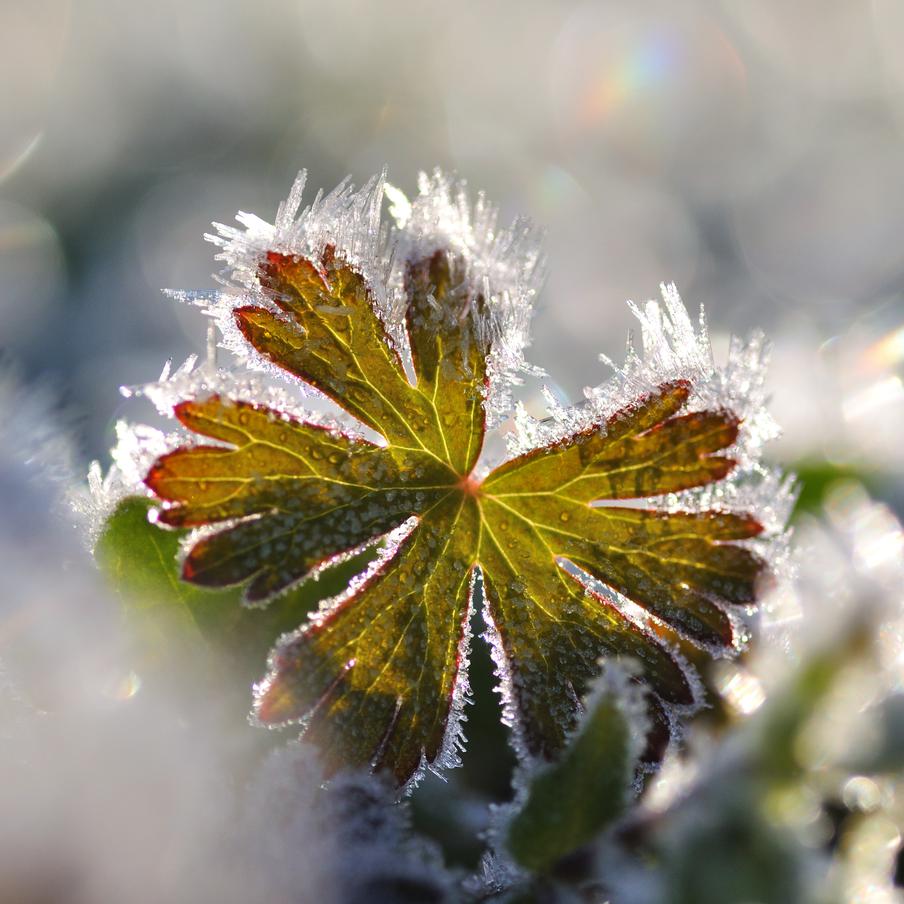 Синоптик предупредила о ночных заморозках до −4 градусов на юге России. В Ростовской, Запорожской, Херсонской областях и Краснодарском крае до 16 апреля ожидаются заморозки. Причина — влияние циклонов, несущих холодную и неустойчивую погоду