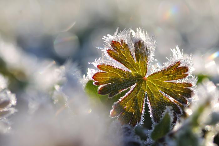 Синоптик Макарова: на юге России ожидаются ночные заморозки