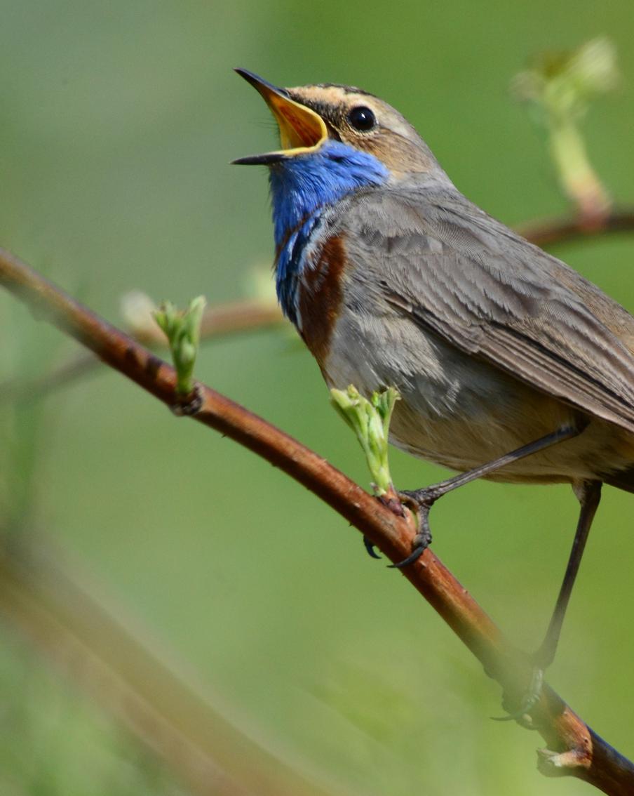 Бёрдвотчерам приготовиться: места в Москве, где можно послушать пение птиц