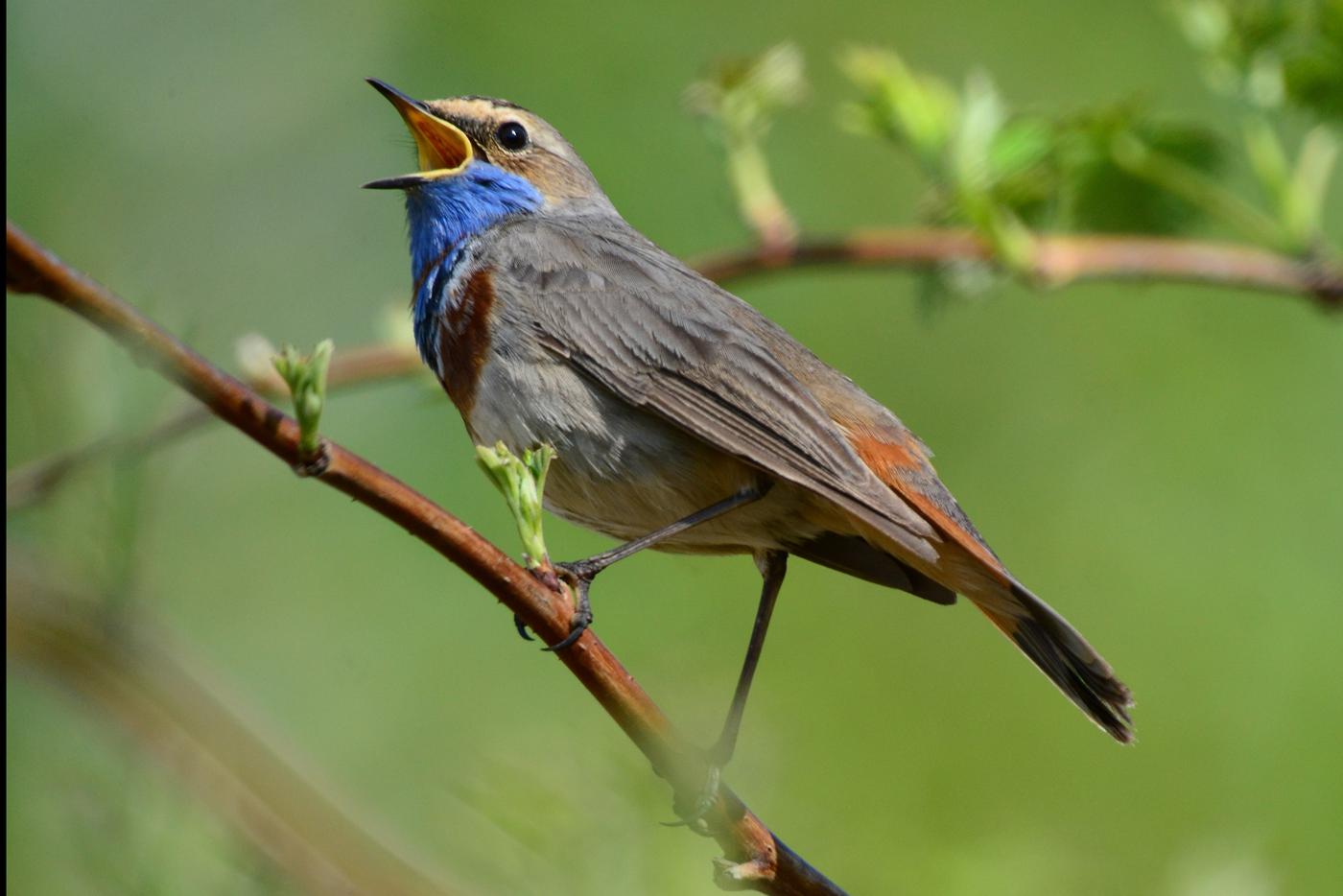 Бёрдвотчерам приготовиться: места в Москве, где можно послушать пение птиц