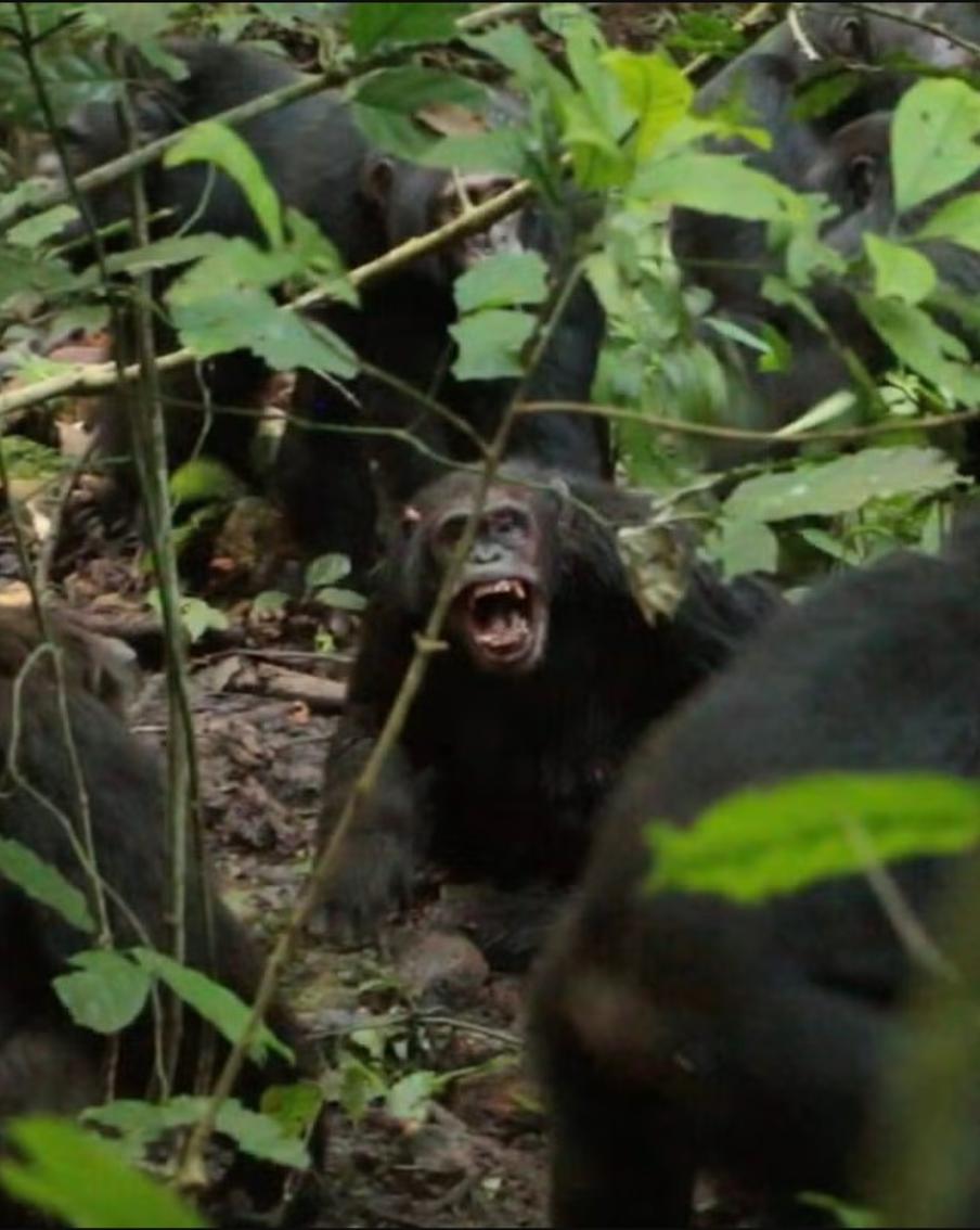 Как шимпанзе в Уганде впервые начали кровопролитную войну