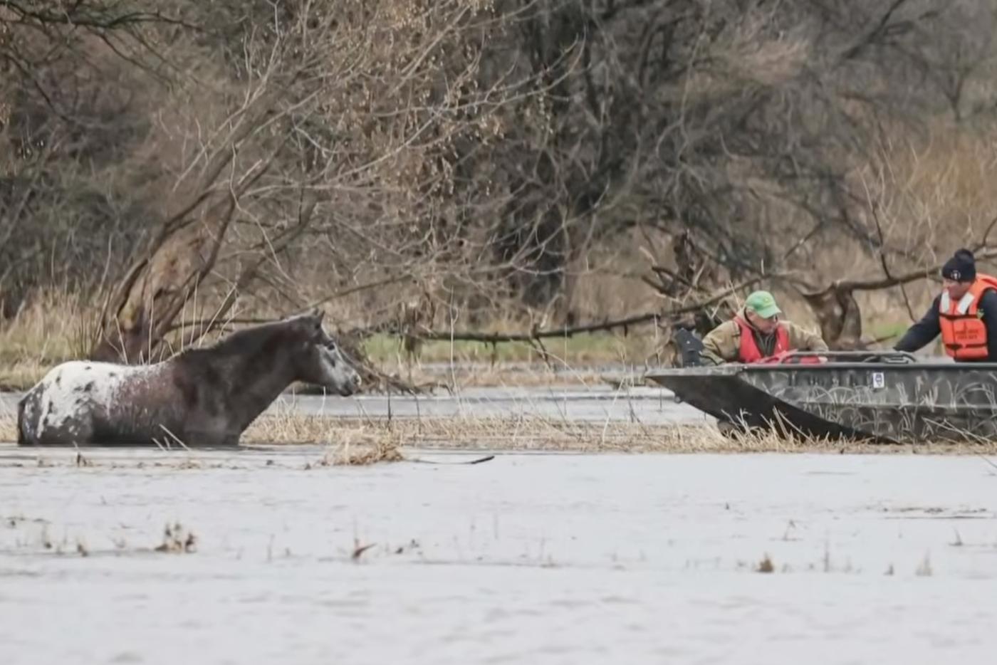 В Иллинойсе коня 8 часов спасали из ледяного потопа на самодельном плоту