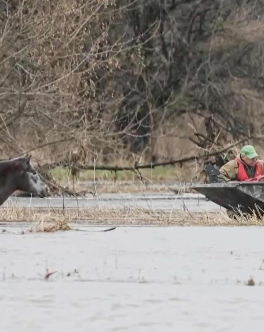 В Иллинойсе коня 8 часов спасали из ледяного потопа на самодельном плоту. Коня по кличке Трой унесло бурным течением в 15-футовый ручей за 180 метров от берега. Спасатели и ветеринары построили импровизированный плот, чтобы вытащить замерзающее животное