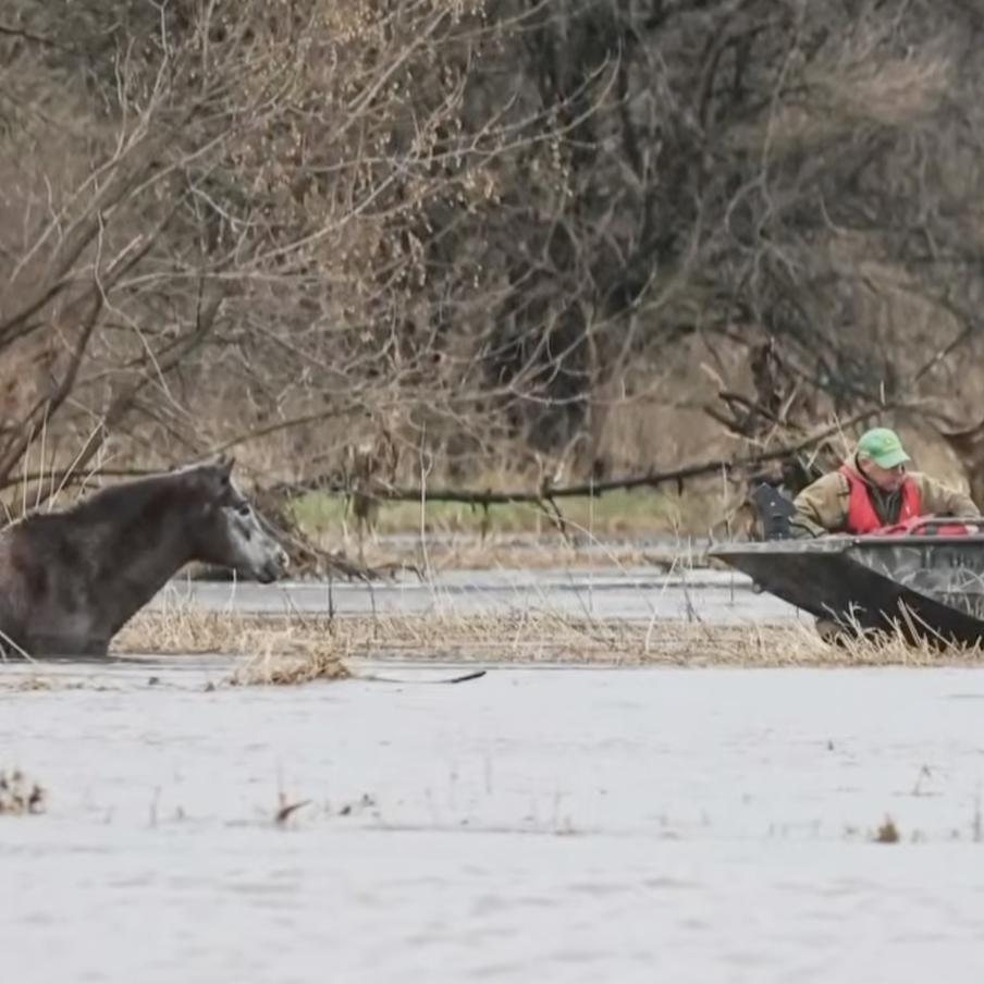 В Иллинойсе коня 8 часов спасали из ледяного потопа на самодельном плоту. Коня по кличке Трой унесло бурным течением в 15-футовый ручей за 180 метров от берега. Спасатели и ветеринары построили импровизированный плот, чтобы вытащить замерзающее животное