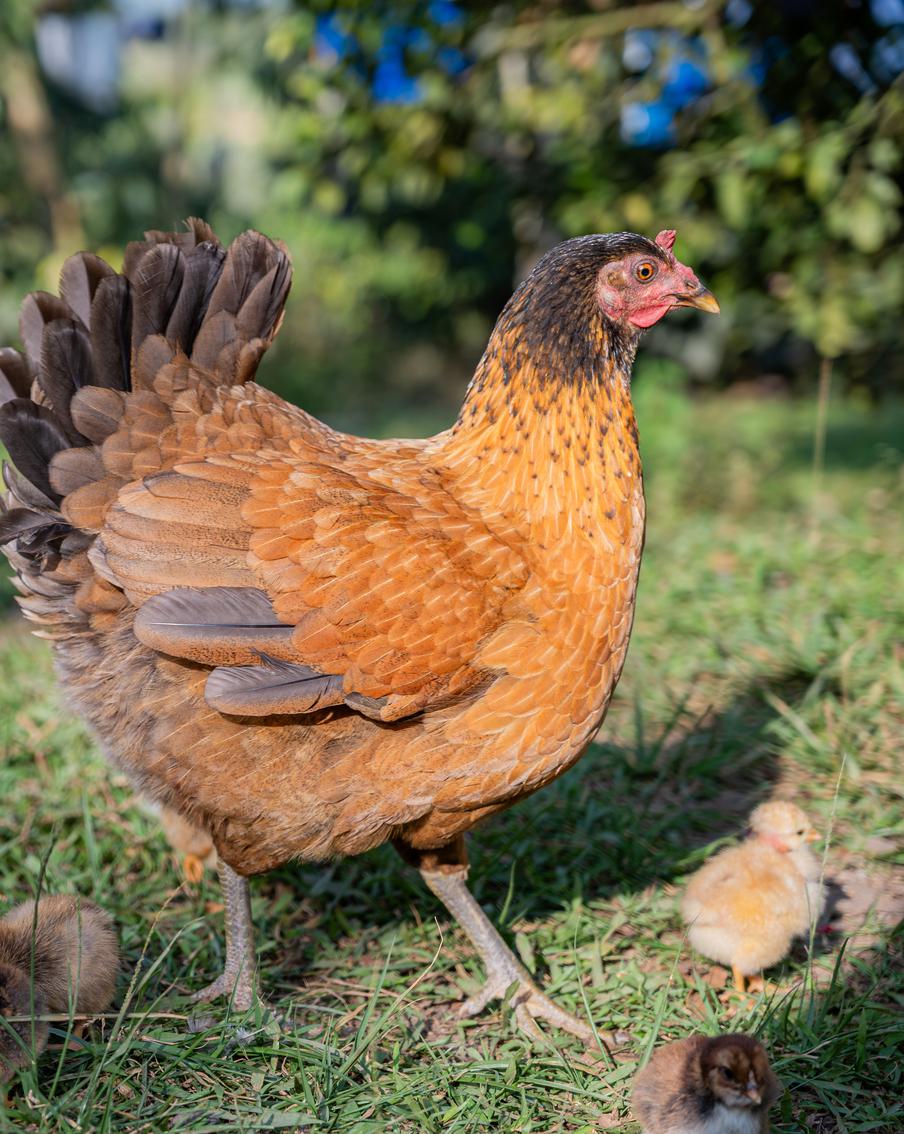 Профессор опроверг миф: куры в Британии едят не только импортную сою. В ответ на письмо защитницы животных эксперт заявил, что основной компонент рациона британских кур — пшеница, которую выращивают внутри страны. Импорт сои не зависит от ситуации в Иране