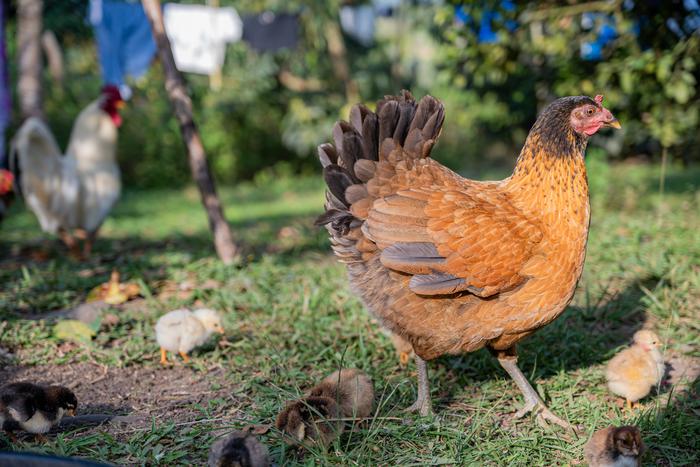 Чем на самом деле кормят кур в Великобритании — ответ профессора