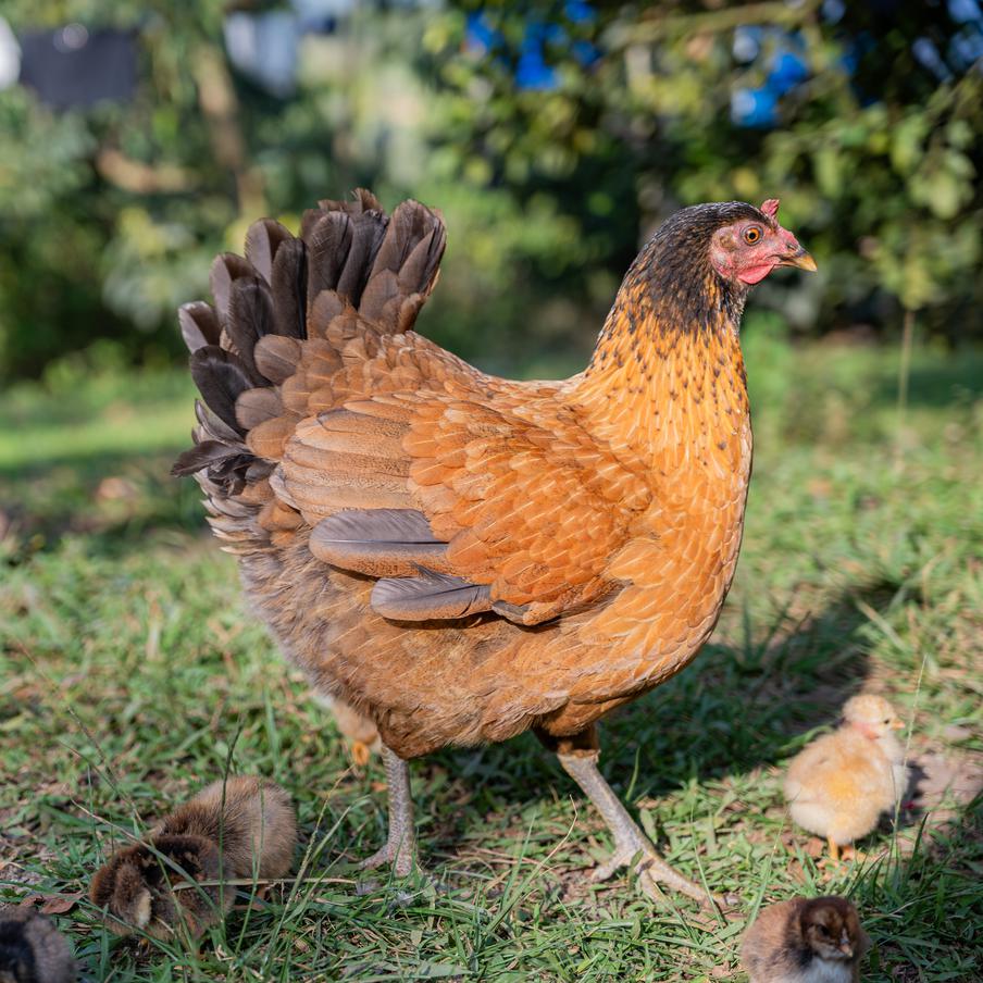 Профессор опроверг миф: куры в Британии едят не только импортную сою. В ответ на письмо защитницы животных эксперт заявил, что основной компонент рациона британских кур — пшеница, которую выращивают внутри страны. Импорт сои не зависит от ситуации в Иране