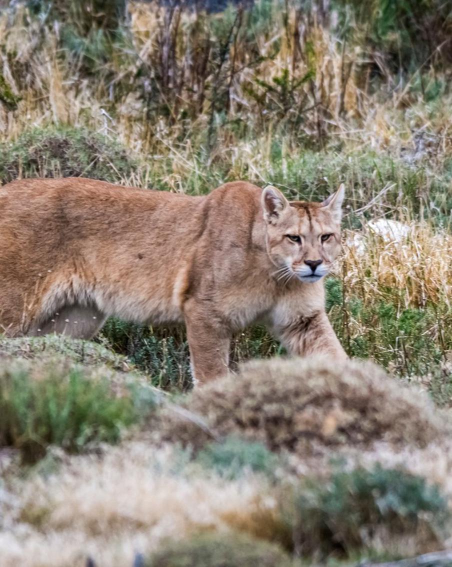 Британец подтвердил: в 1982 году он и друг видели большую кошку на Эксмуре. Ветеран-педагог откликнулся на колонку Макса Льюри о встрече с хищником на Дартмуре. Стив Джонс, биолог по образованию, уверен, что они с товарищем видели именно пуму или горного льва