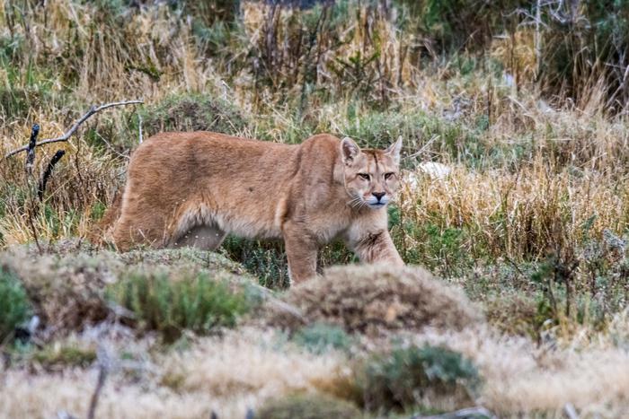 Пумы в Англии: биолог рассказал о встрече на Эксмуре