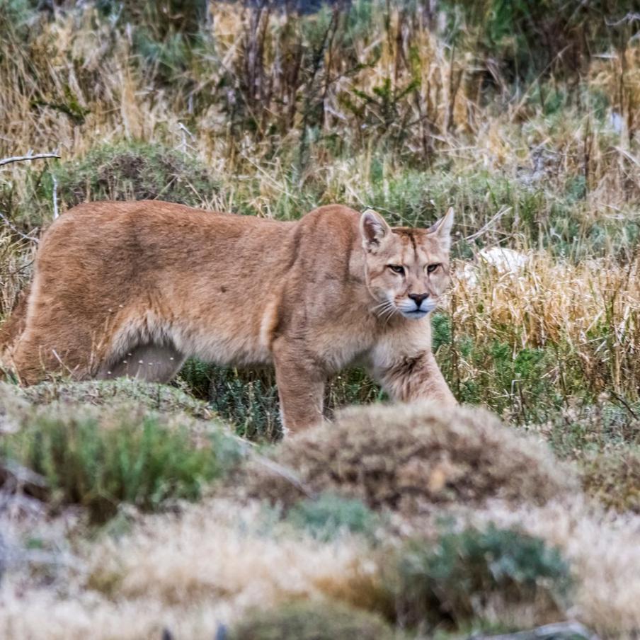 Британец подтвердил: в 1982 году он и друг видели большую кошку на Эксмуре. Ветеран-педагог откликнулся на колонку Макса Льюри о встрече с хищником на Дартмуре. Стив Джонс, биолог по образованию, уверен, что они с товарищем видели именно пуму или горного льва