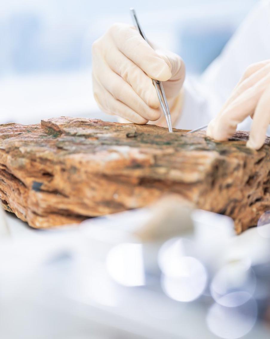 Древнейшего в мире "осьминога" возрастом 300 млн лет переименовали в наутилуса. Знаменитая окаменелость Pohlsepia mazonensis, найденная в Иллинойсе в 2000 году, оказалась не предком осьминогов, а древним наутилусом. Исследователи использовали мощнейшие рентгеновские лучи, чтобы заглянуть внутрь породы