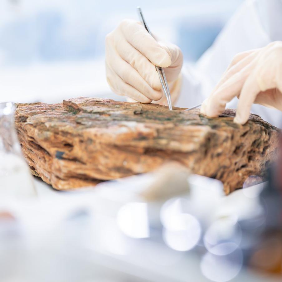 Древнейшего в мире "осьминога" возрастом 300 млн лет переименовали в наутилуса. Знаменитая окаменелость Pohlsepia mazonensis, найденная в Иллинойсе в 2000 году, оказалась не предком осьминогов, а древним наутилусом. Исследователи использовали мощнейшие рентгеновские лучи, чтобы заглянуть внутрь породы