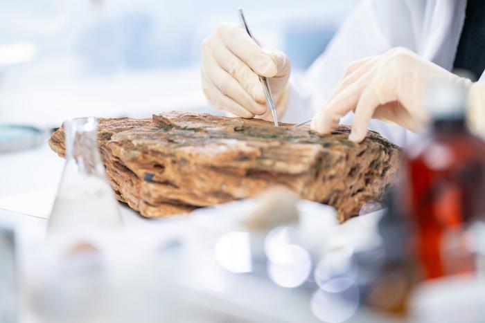 Ошибка века в палеонтологии: знаменитую окаменелость переименовали