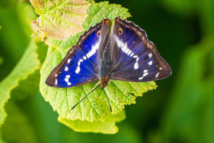 Сколько видов британских бабочек находится в упадке