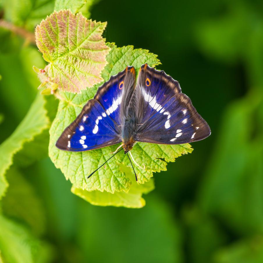 Более половины видов бабочек в Британии оказались под угрозой. За полвека популяции 33 из 58 местных видов сократились. Глобальное потепление помогло некоторым, но редкие бабочки, зависящие от конкретных растений, стремительно исчезают
