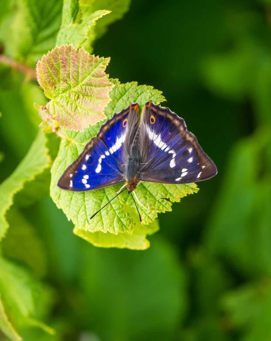 Более половины видов бабочек в Британии оказались под угрозой. За полвека популяции 33 из 58 местных видов сократились. Глобальное потепление помогло некоторым, но редкие бабочки, зависящие от конкретных растений, стремительно исчезают