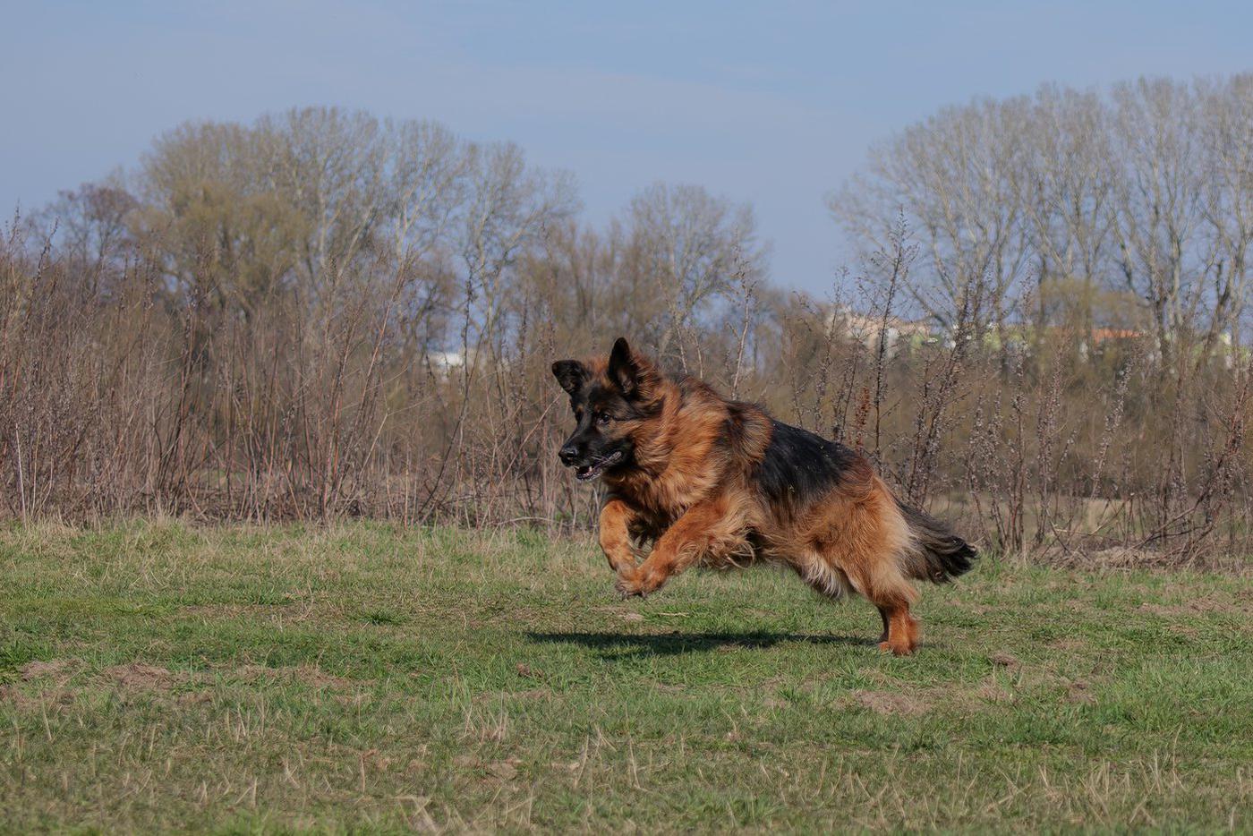 В Британии могут запретить продажу средств от блох для домашних питомцев