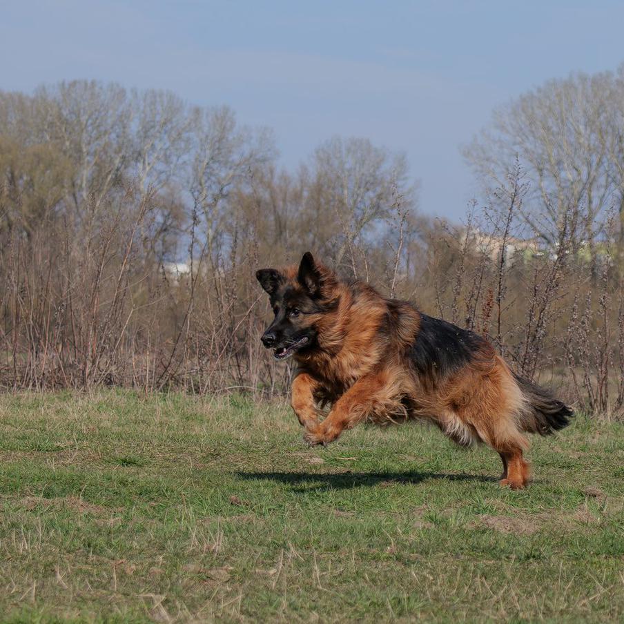 В Британии могут запретить продажу средств от блох для домашних питомцев. Министры начали восьминедельные консультации о том, чтобы разрешать отпуск мощных инсектицидных препаратов только ветеринарам или фармацевтам. Сейчас такие лекарства можно купить в любом зоомагазине