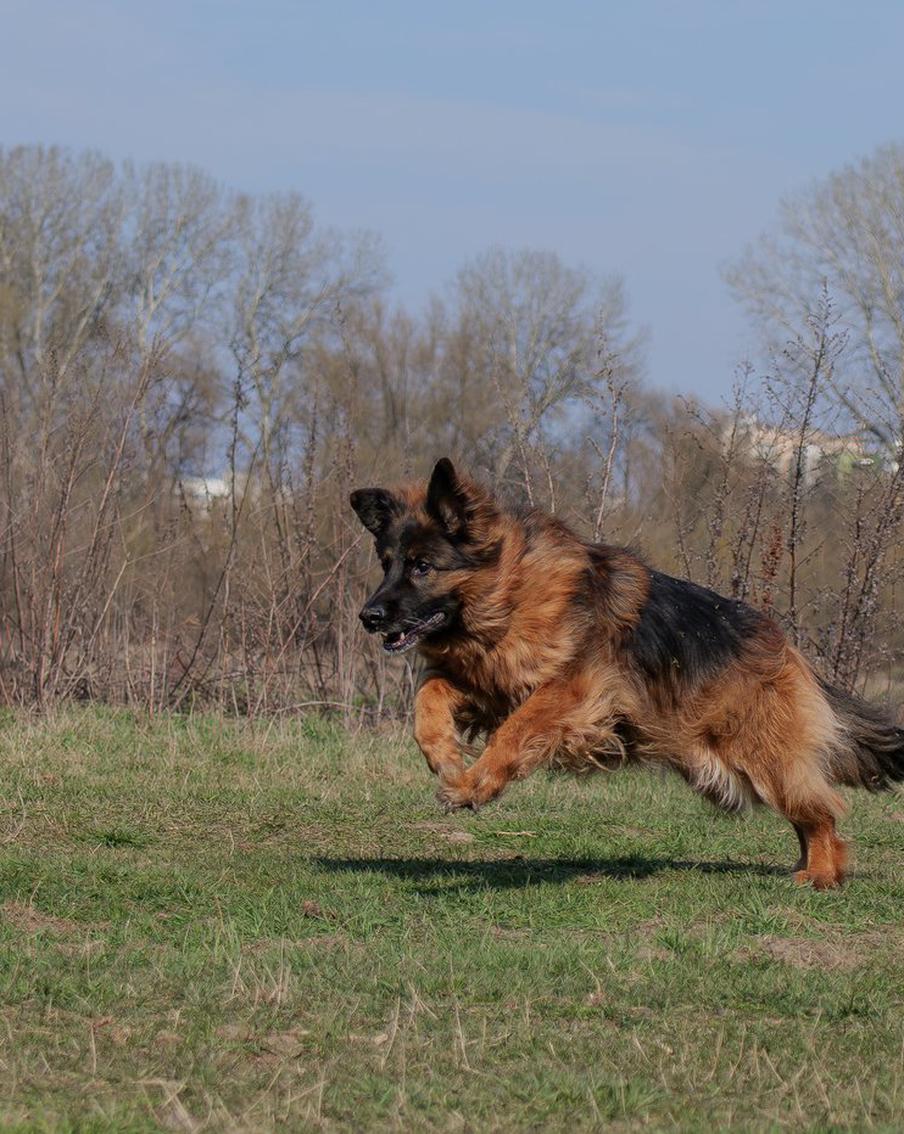 В Британии могут запретить продажу средств от блох для домашних питомцев. Министры начали восьминедельные консультации о том, чтобы разрешать отпуск мощных инсектицидных препаратов только ветеринарам или фармацевтам. Сейчас такие лекарства можно купить в любом зоомагазине