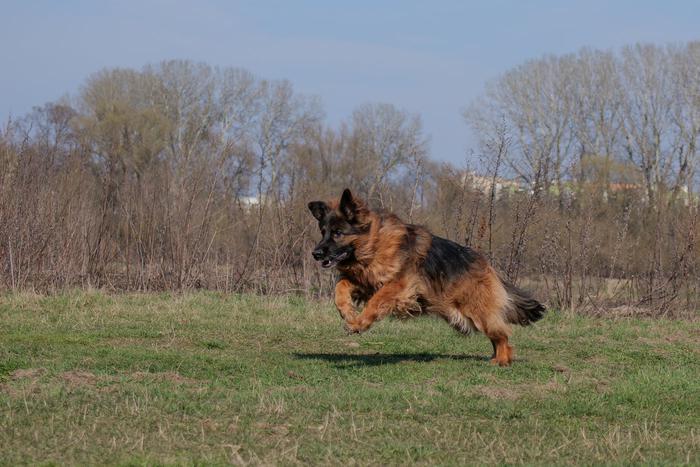 Как средства от блох для домашних животных могут навредить природе Британии