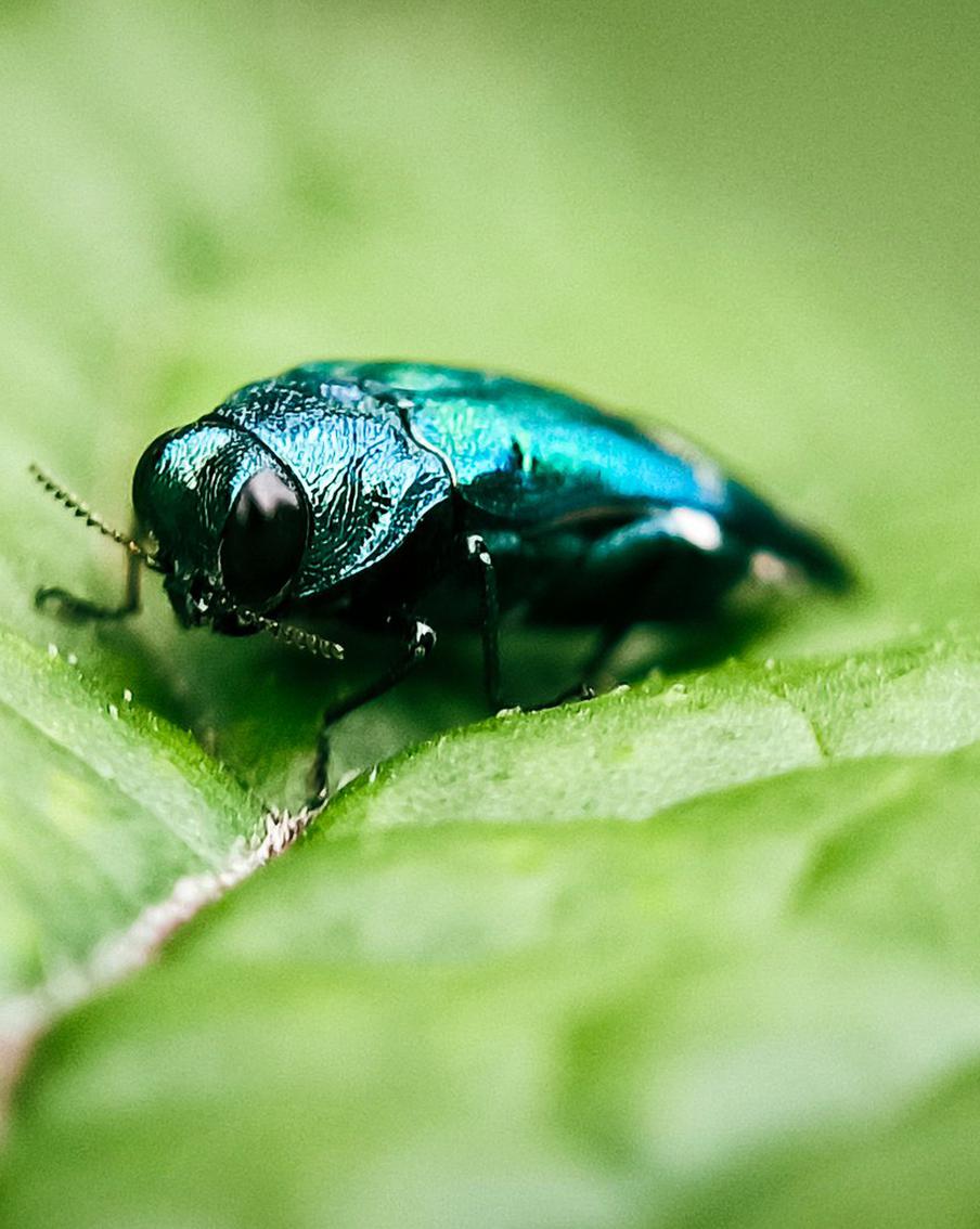 В Белоруссии объявили охоту на опасного жука-убийцу изумрудного цвета. Жителей республики просят немедленно сообщать о встрече с ясеневой изумрудной златкой – вредителем, уничтожающим деревья изнутри. Первого жука обнаружили в Гомеле. Заражённые растения погибают за один-три года