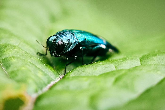Почему ясеневую изумрудную златку называют убийцей деревьев