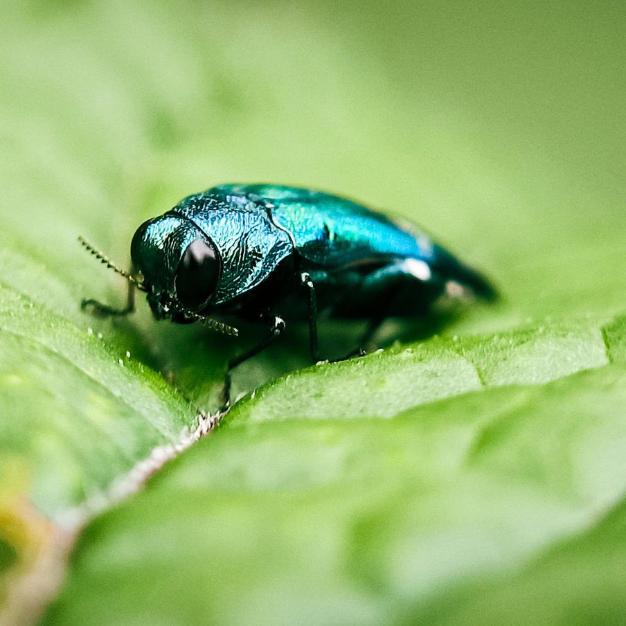 В Белоруссии объявили охоту на опасного жука-убийцу изумрудного цвета. Жителей республики просят немедленно сообщать о встрече с ясеневой изумрудной златкой – вредителем, уничтожающим деревья изнутри. Первого жука обнаружили в Гомеле. Заражённые растения погибают за один-три года