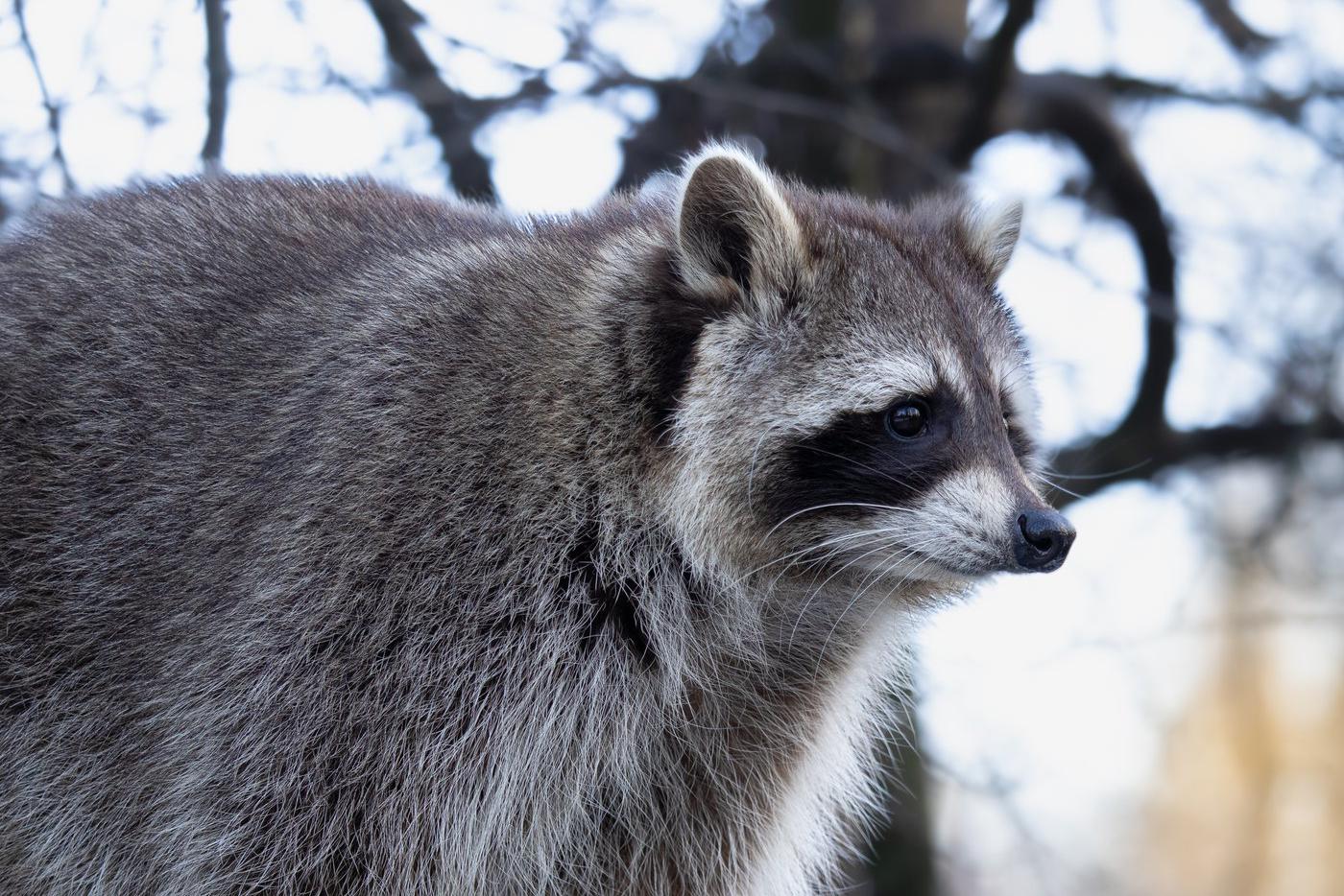 Глава Минздрава США отрезал пенис у енота на трассе при детях