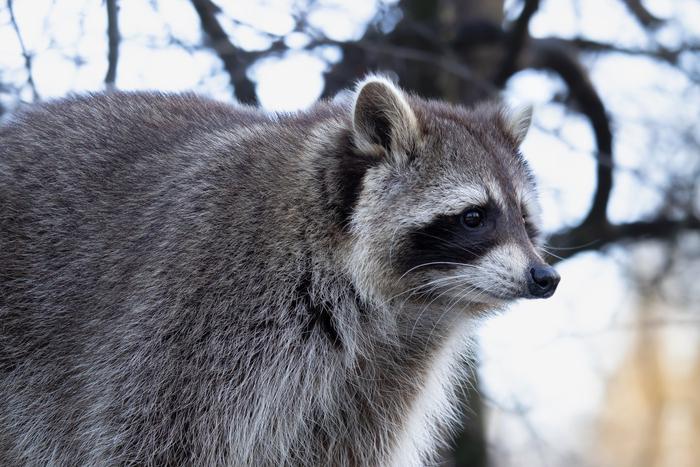 Как Роберт Кеннеди – младший объяснил своё желание отрезать половой орган у енота