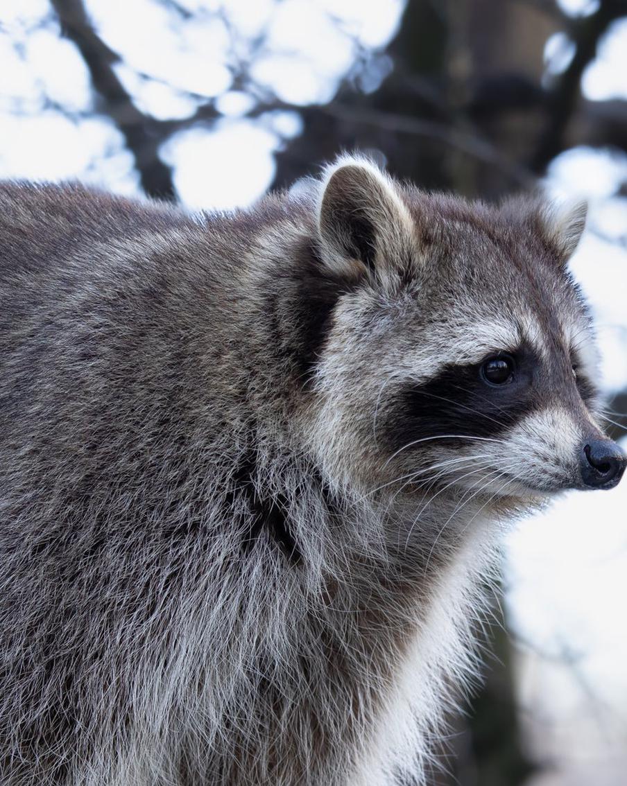 Глава Минздрава США отрезал пенис у енота на трассе при детях. Роберт Кеннеди – младший в 2001 году остановил машину на шоссе I-684 в Нью-Йорке, чтобы отрезать половой орган у сбитого автомобилем енота. Свои действия он объяснил желанием "изучить его позже". Дети ждали в салоне