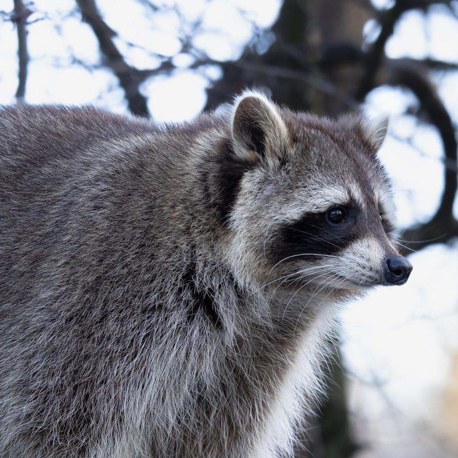 Глава Минздрава США отрезал пенис у енота на трассе при детях. Роберт Кеннеди – младший в 2001 году остановил машину на шоссе I-684 в Нью-Йорке, чтобы отрезать половой орган у сбитого автомобилем енота. Свои действия он объяснил желанием "изучить его позже". Дети ждали в салоне