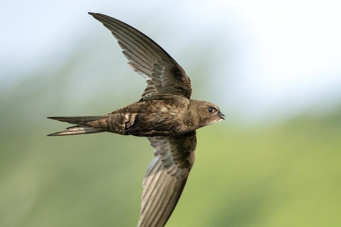 Каких птиц лишили жилья при ремонте виадука Инвер в Пертшире