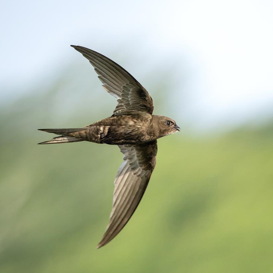 Network Rail обязали восстановить гнёзда стрижей и береговушек в двух графствах. После скандала с замурованными дуплами стрижей на виадуке в Дербишире выяснилось, что аналогичная история произошла в Пертшире. Там при ремонте моста через реку Браан заблокировали колонию береговушек. Компанию обязали исправить ситуацию