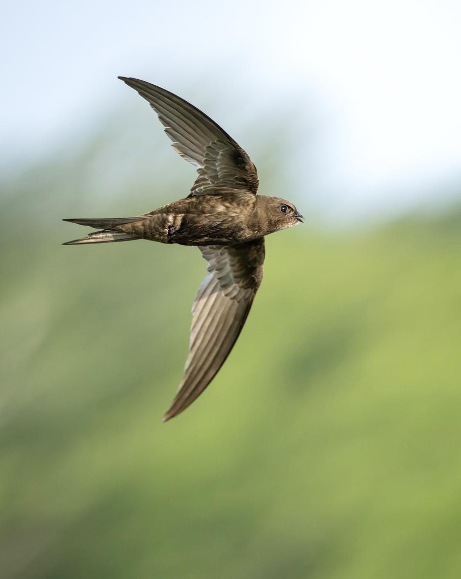 Network Rail обязали восстановить гнёзда стрижей и береговушек в двух графствах. После скандала с замурованными дуплами стрижей на виадуке в Дербишире выяснилось, что аналогичная история произошла в Пертшире. Там при ремонте моста через реку Браан заблокировали колонию береговушек. Компанию обязали исправить ситуацию