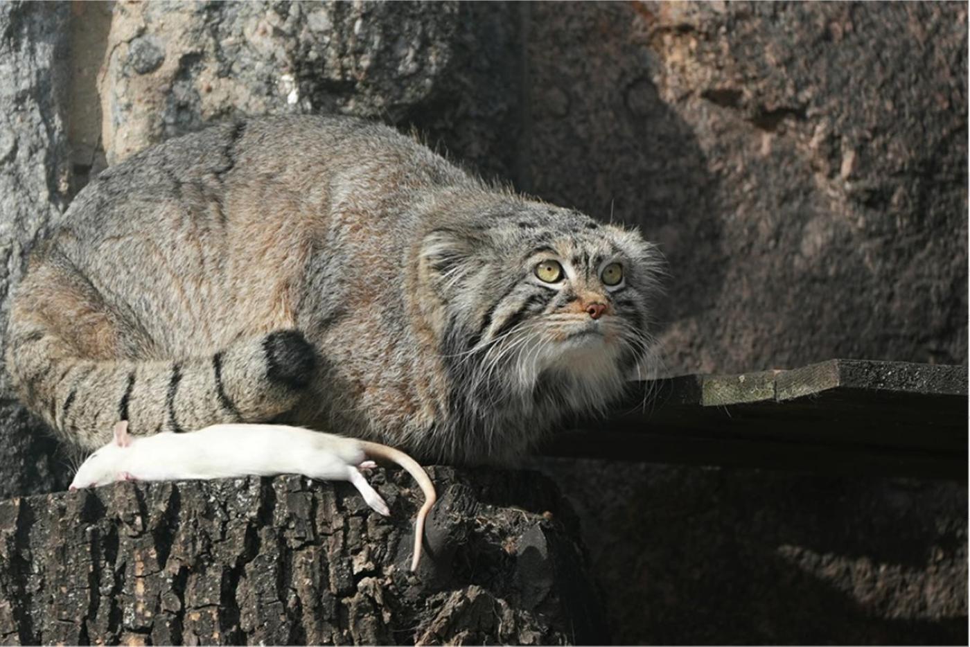 EAZA отказалась искать невесту манулу Тимофею