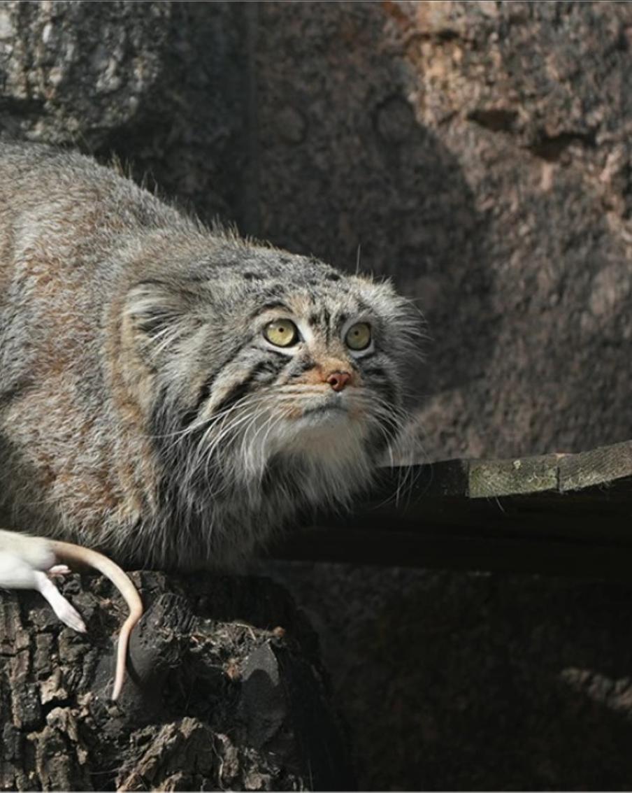 EAZA отказалась искать невесту манулу Тимофею. Ранее в подруге для животного отказали несколько европейских зоопарков, а также зоопарки в Японии