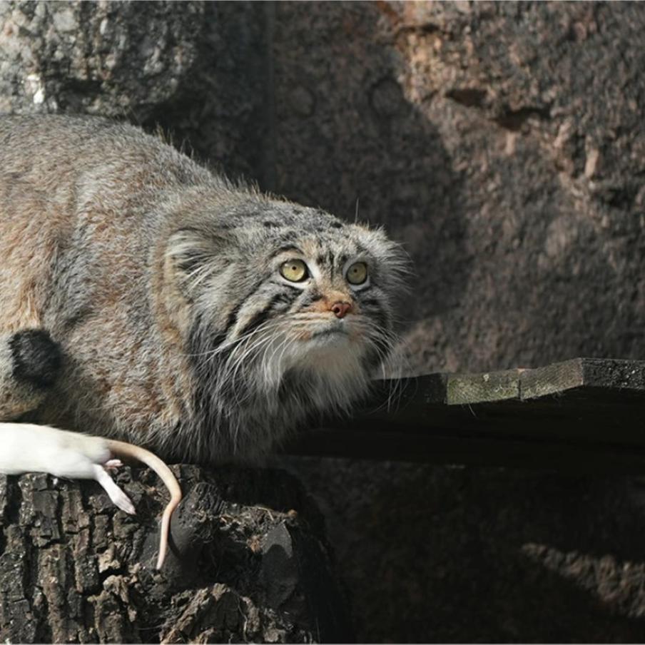 EAZA отказалась искать невесту манулу Тимофею. Ранее в подруге для животного отказали несколько европейских зоопарков, а также зоопарки в Японии