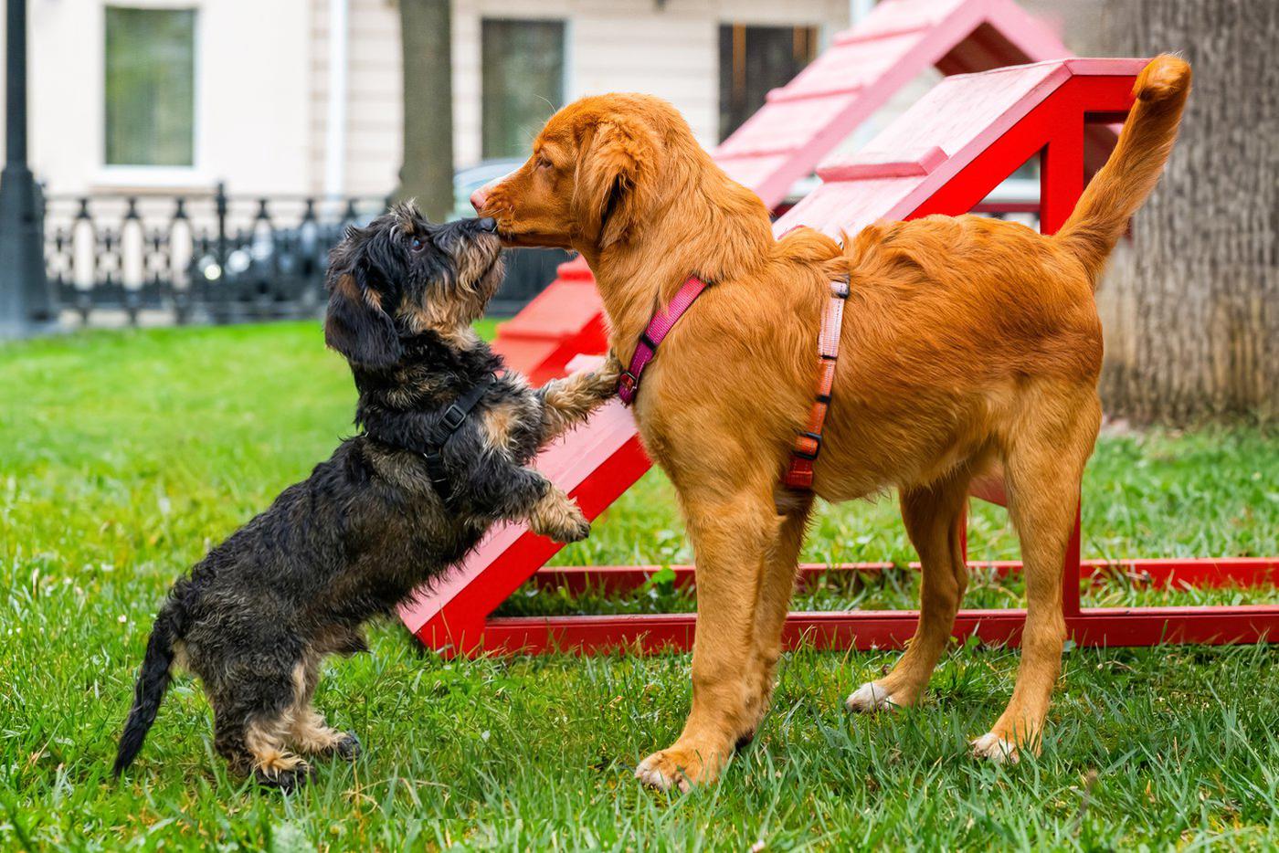 В "Мосфото" появились снимки собак и кошек с мероприятия проекта "Моспитомец"