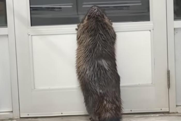 Почему видео с бобром в супермаркете стало вирусным в Интернете